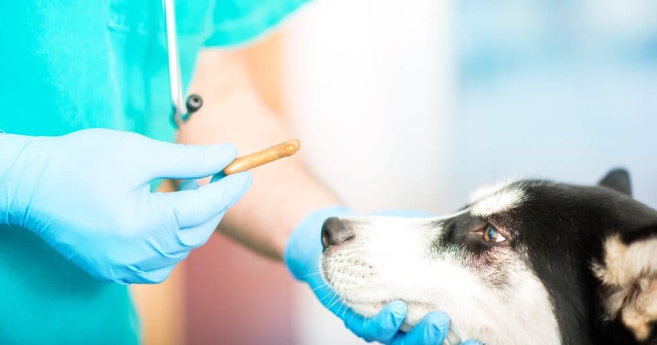 dog feeding treat