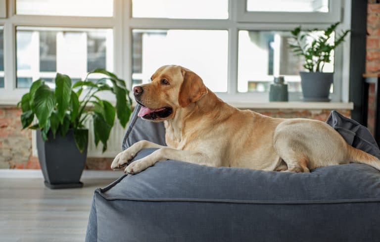 dog