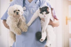 dogs in vet's arms